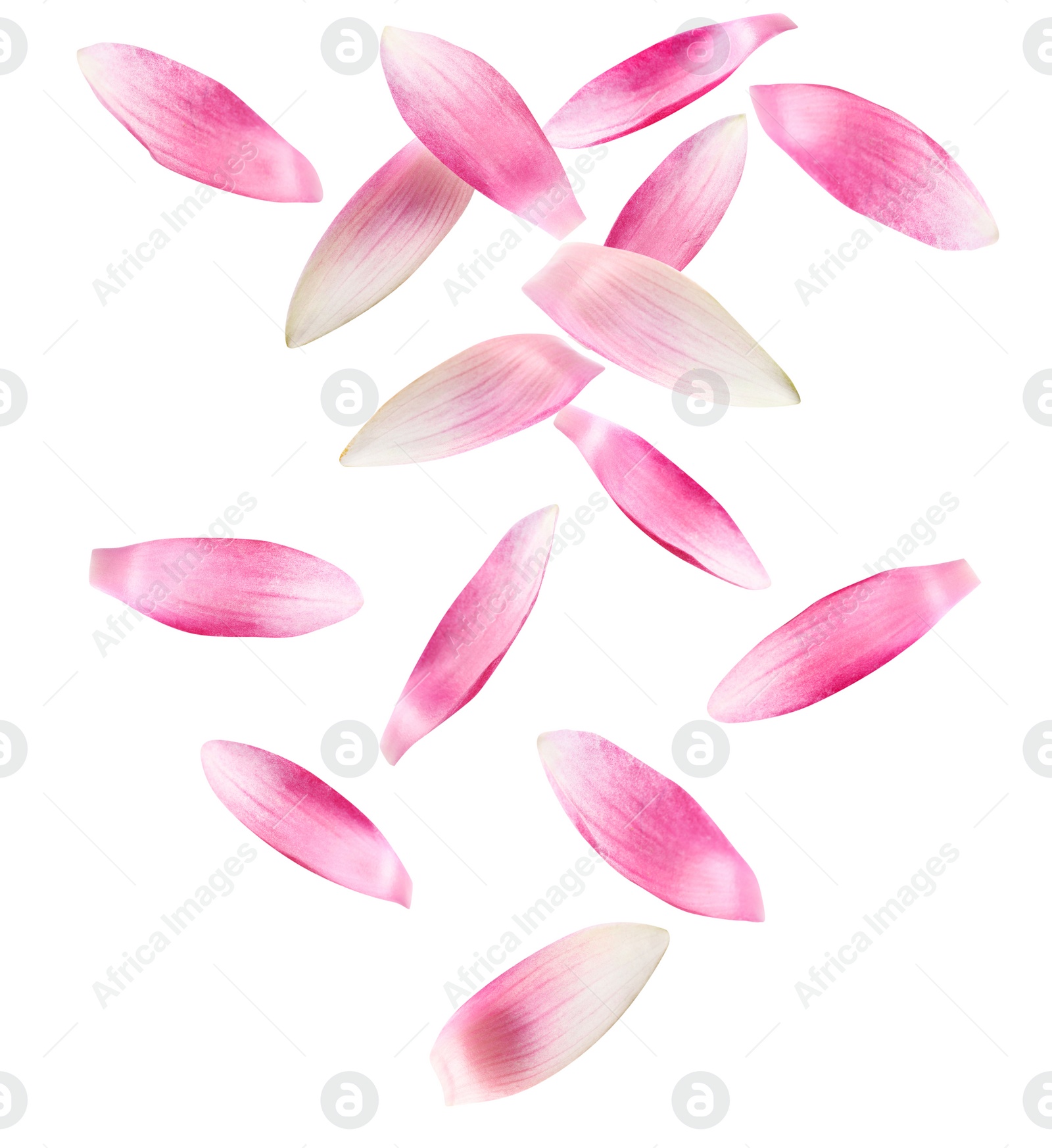 Image of Beautiful pink lotus flower petals falling on white background 