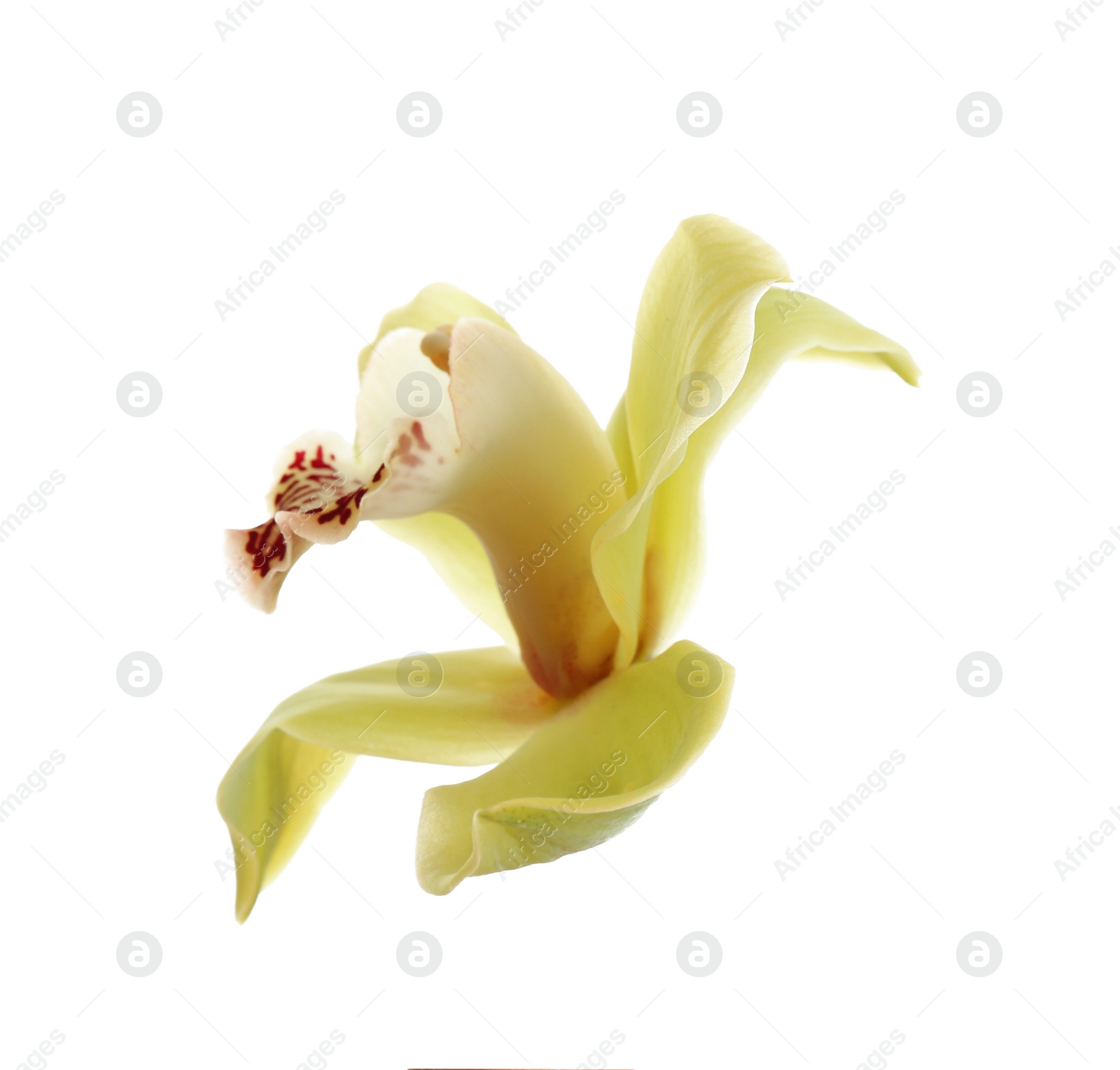 Photo of Beautiful tropical orchid flower on white background