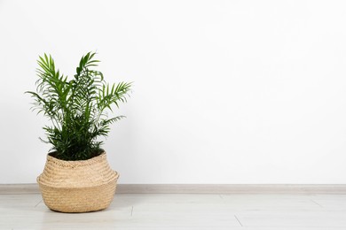 Photo of Potted chamaedorea palm on floor near white wall indoors, space for text. Beautiful houseplant