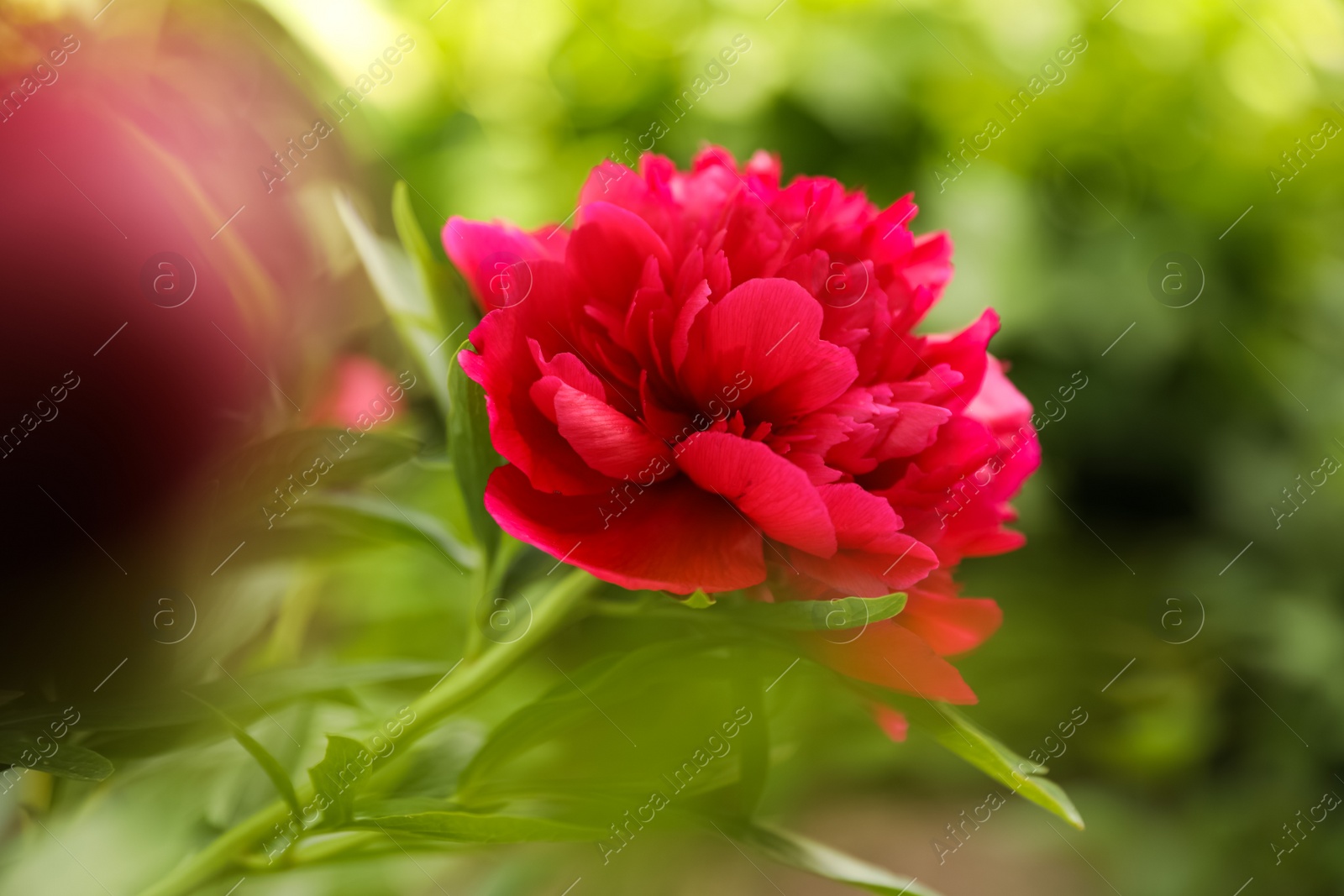 Photo of Beautiful red peony outdoors on spring day, closeup