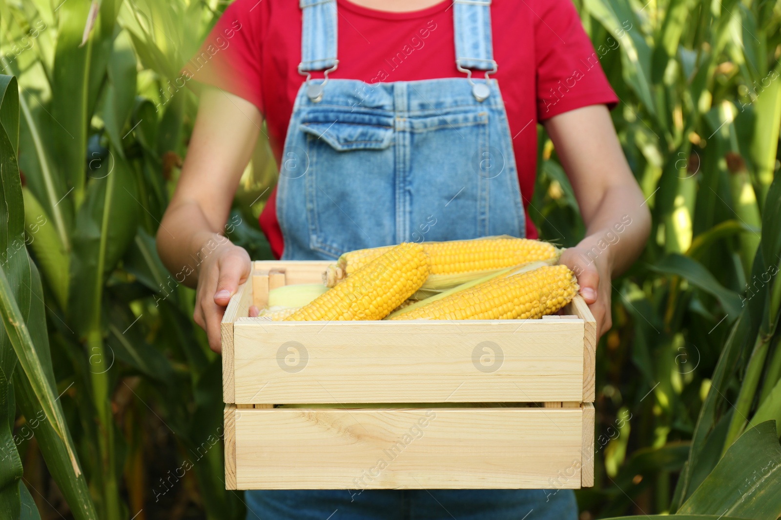 Photo of Woman holding wooden crate with fresh ripe corn on field, closeup