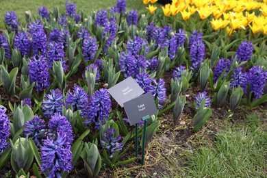 Photo of Beautiful blue hyacinth flowers growing in park