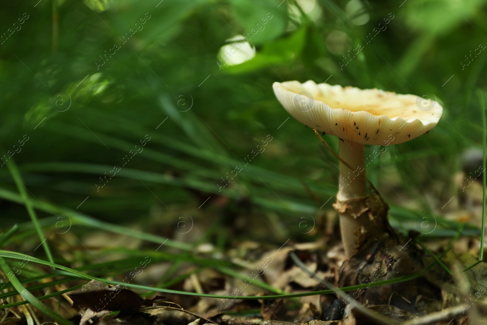 Photo of One poisonous mushroom growing among fallen leaves in forest, space for text