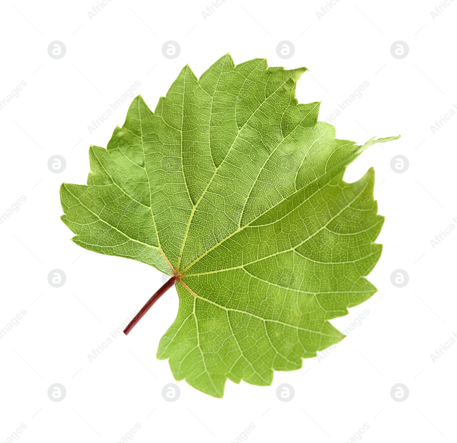 Photo of Fresh green grape leaf on white background