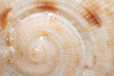 Photo of Texture of seashell as background, closeup view