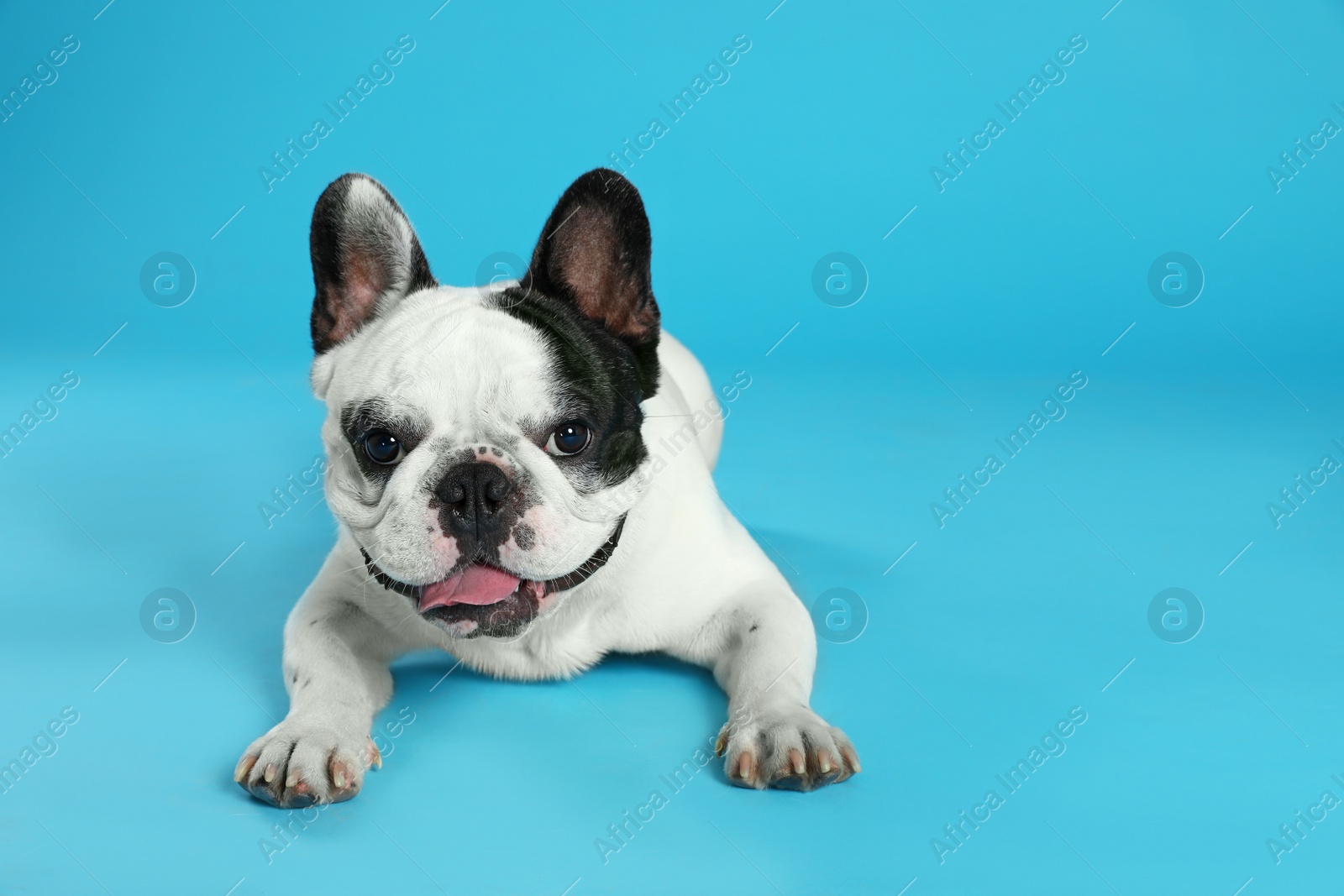 Photo of French bulldog on blue background. Space for text