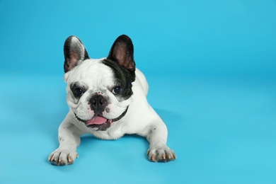 French bulldog on blue background. Space for text