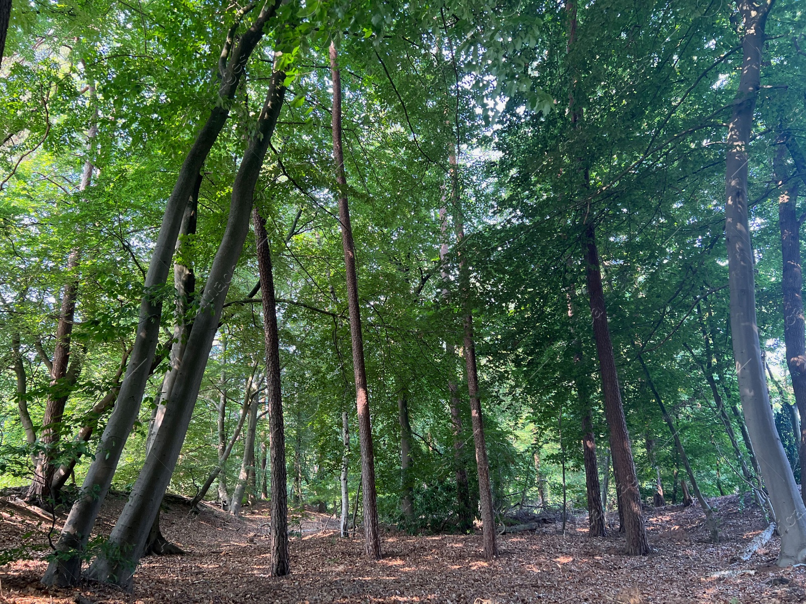 Photo of Beautiful green trees in forest on sunny day