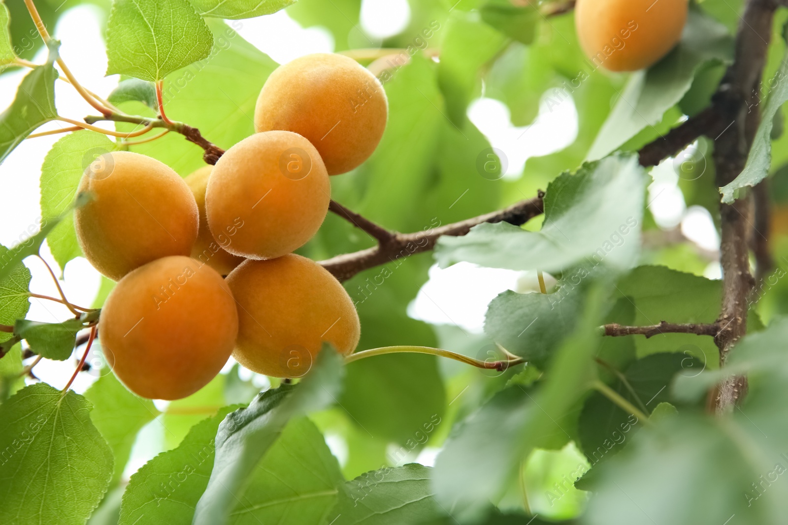 Photo of Delicious ripe apricots on tree outdoors, closeup