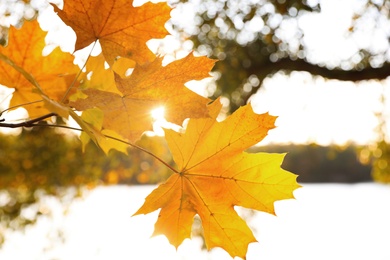 Tree branch with sunlit golden leaves in park, closeup. Autumn season