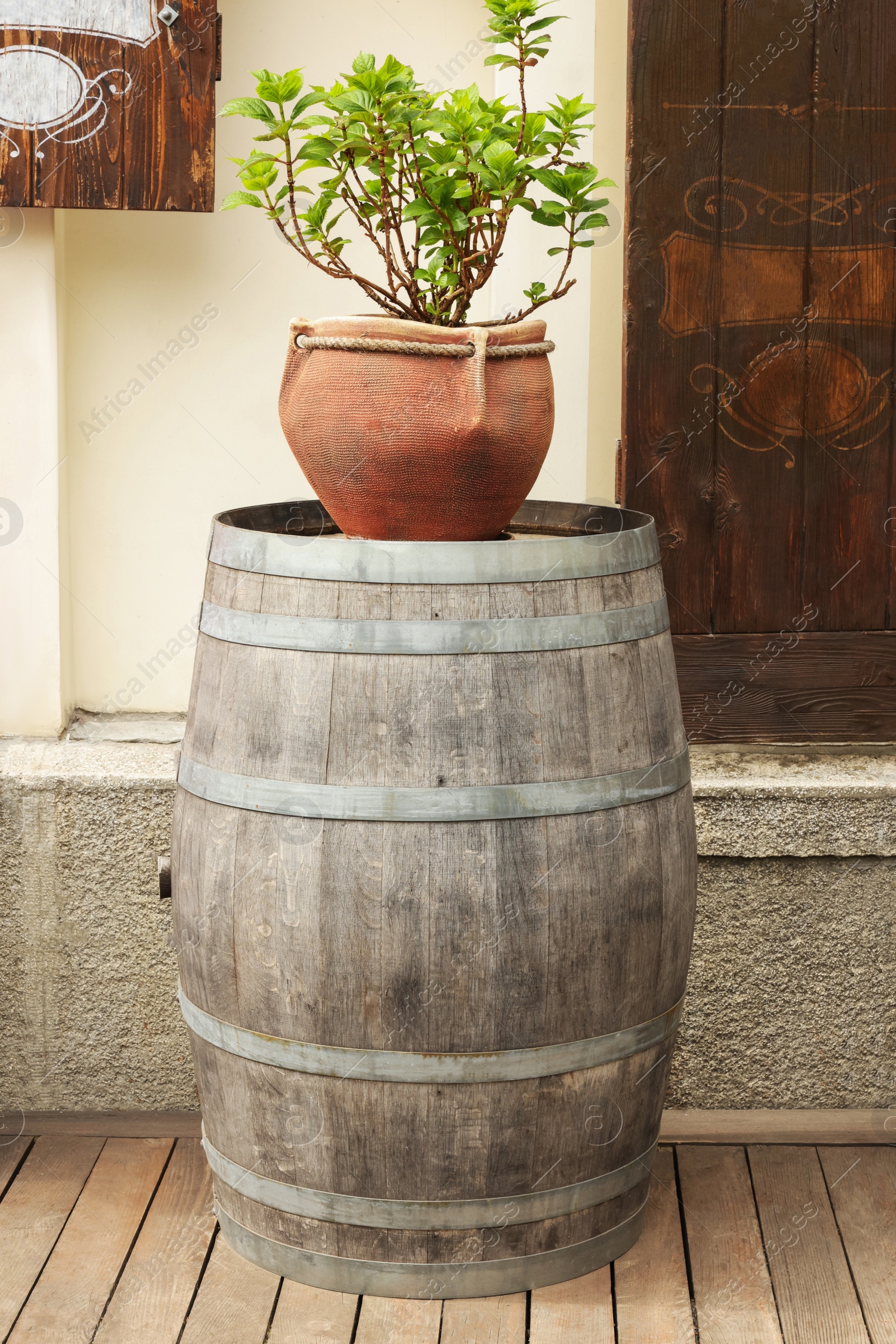 Photo of Traditional wooden barrel and beautiful houseplant outdoors