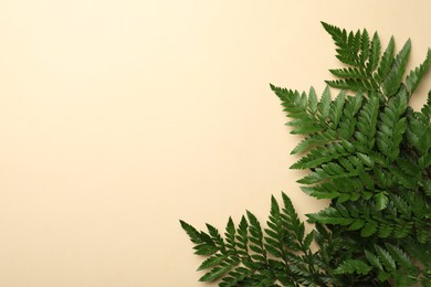 Photo of Beautiful tropical fern leaves on beige background, flat lay. Space for text