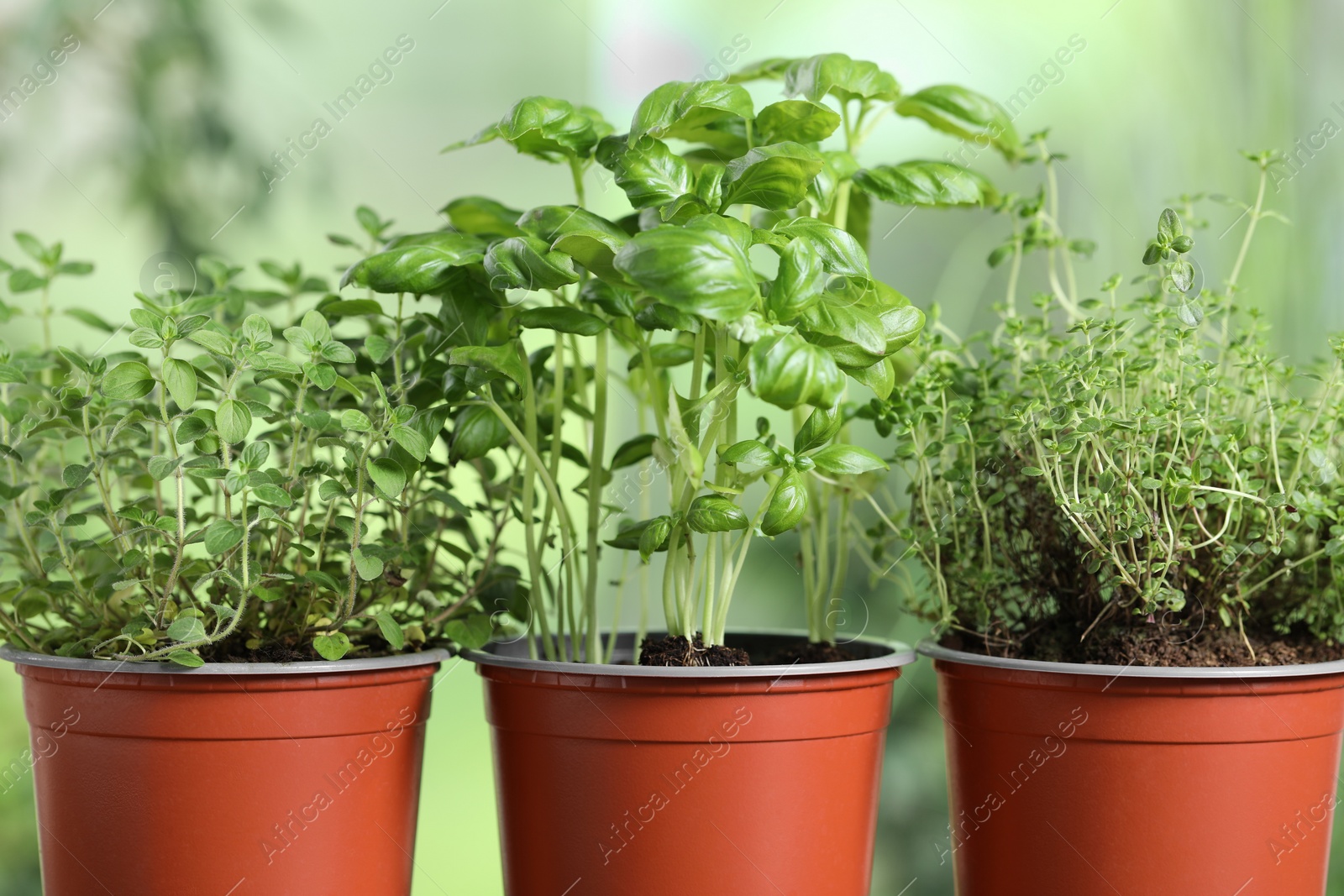 Photo of Different aromatic potted herbs on blurred background, closeup