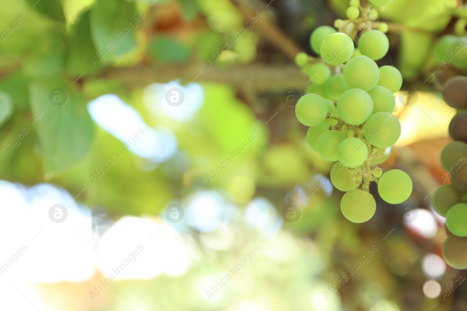Photo of Bunch of ripe grapes growing at vineyard, closeup
