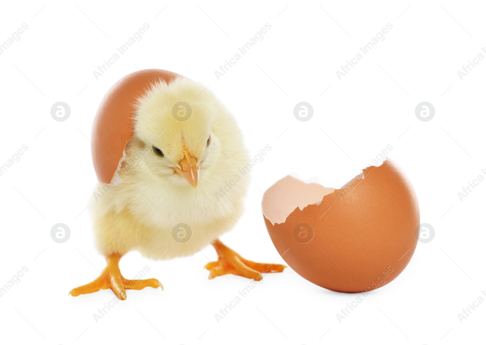 Photo of Cute chick and pieces of eggshell on white background. Baby animal