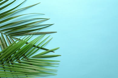 Photo of Beautiful tropical Sago palm leaves on color background, top view