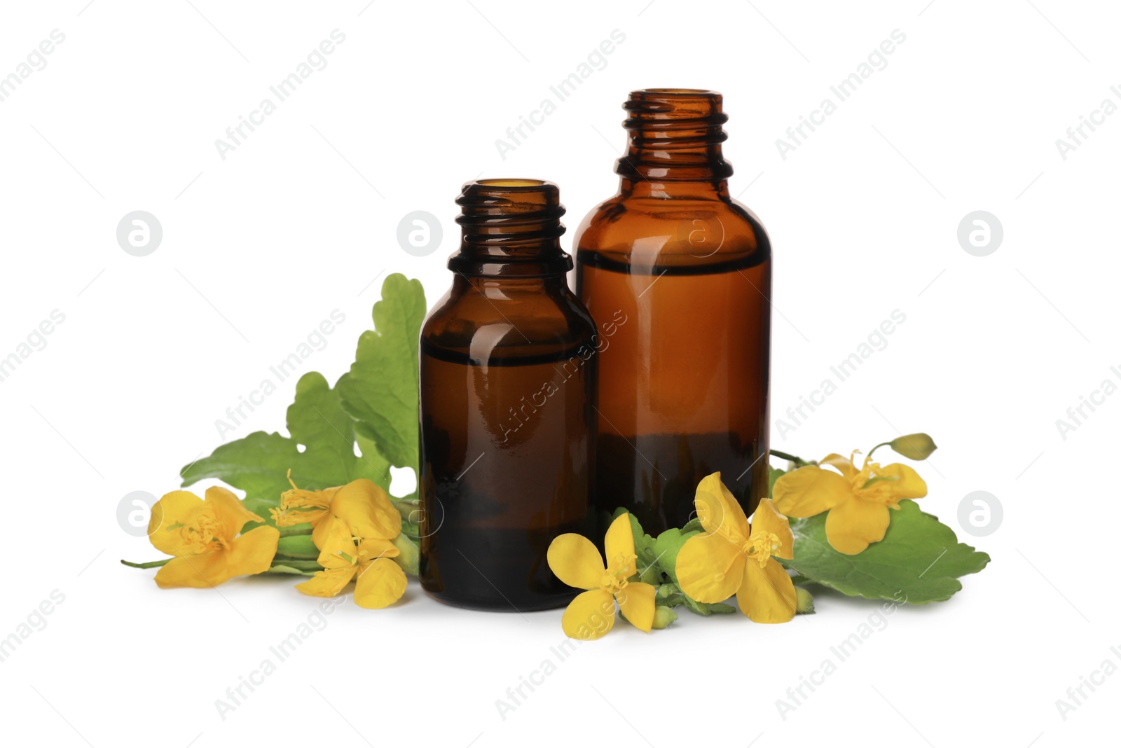 Photo of Bottles of essential oil and celandine on white background