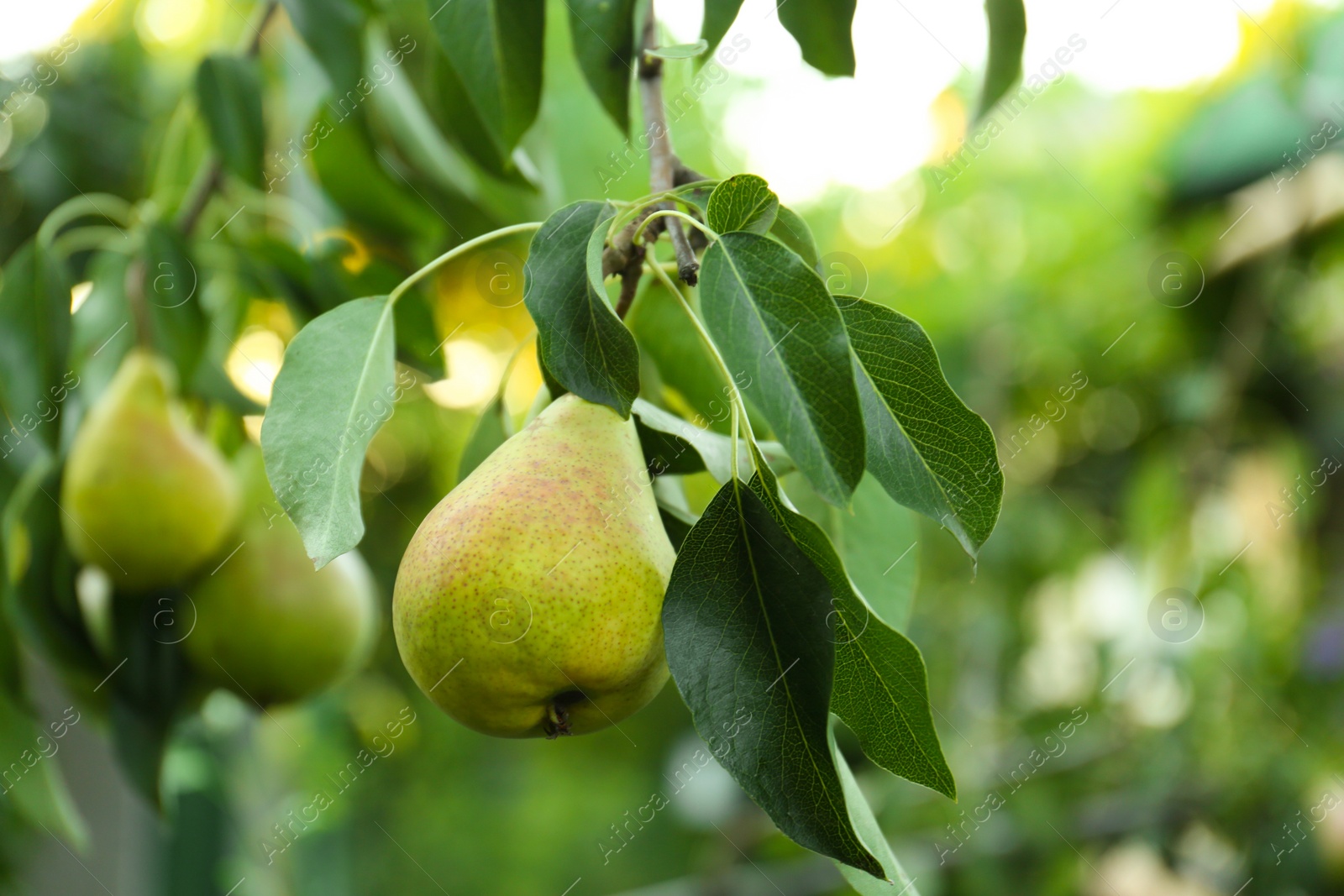 Photo of Ripe pears on tree branch in garden, closeup