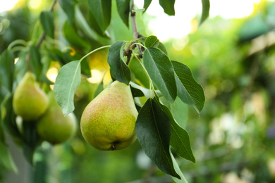 Photo of Ripe pears on tree branch in garden, closeup