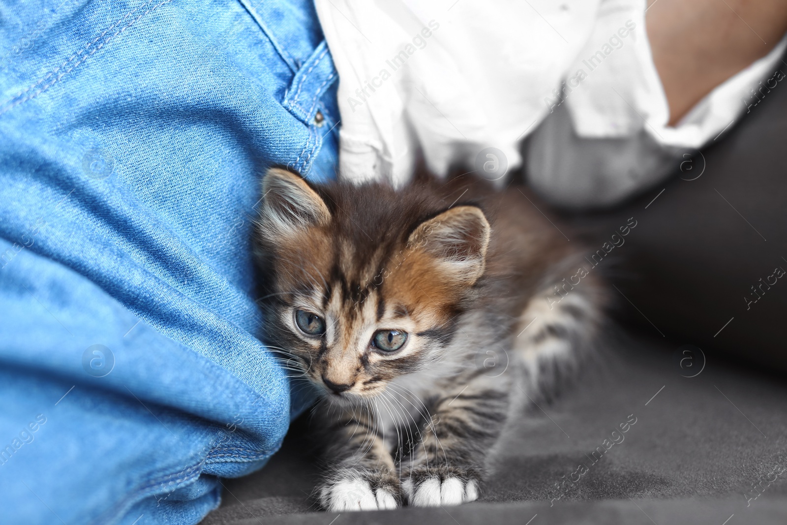 Photo of Cute little striped kitten near owner at home, closeup view