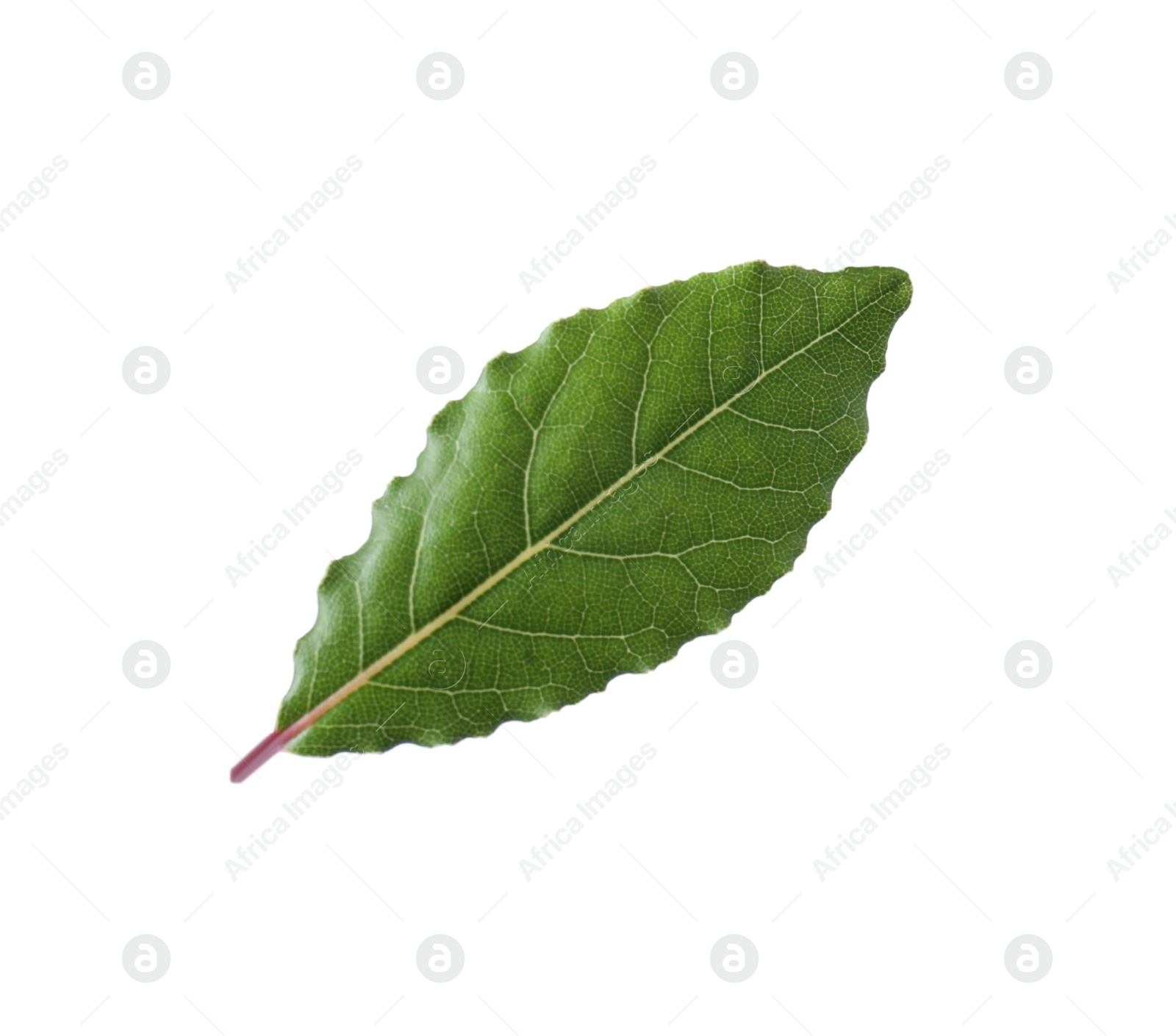 Photo of One fresh bay leaf isolated on white