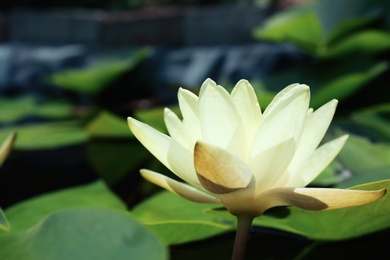 Photo of Beautiful white lotus flower on blurred background