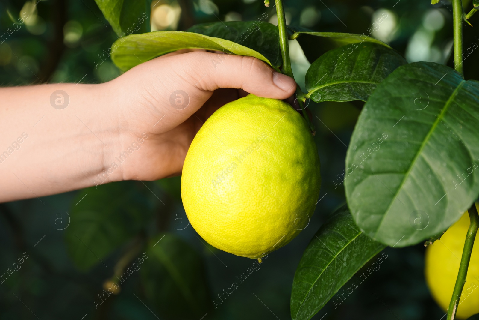 Photo of Woman picking ripe lemon from branch outdoors, closeup