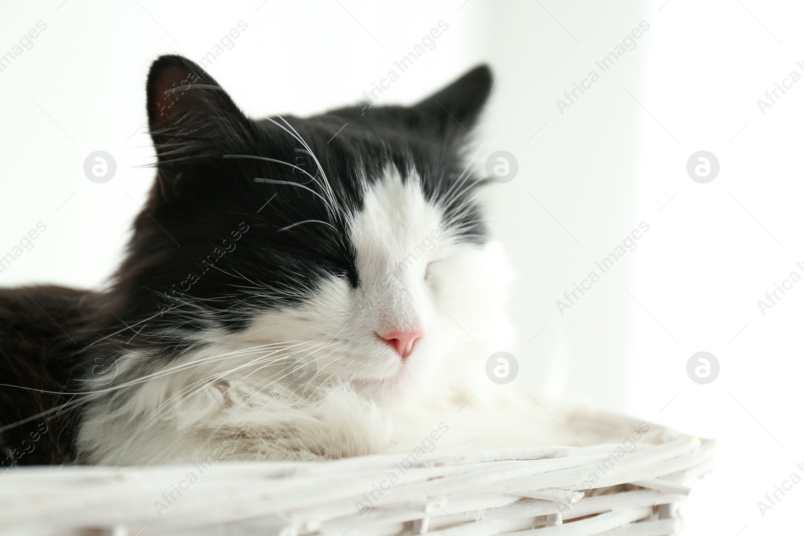 Photo of Cute cat relaxing in wicker basket. Lovely pet