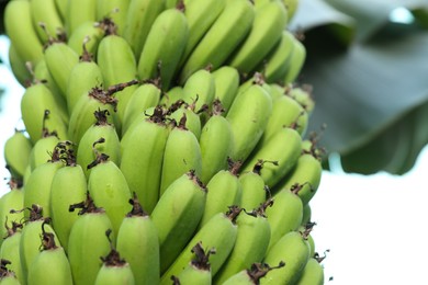 Photo of Unripe bananas growing on tree outdoors, closeup view. Space for text