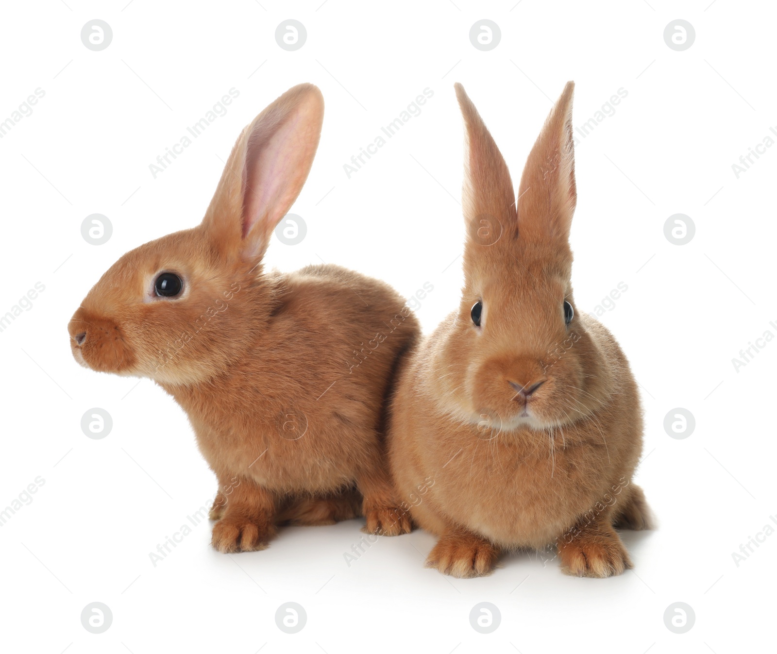 Photo of Cute bunnies isolated on white. Easter symbol