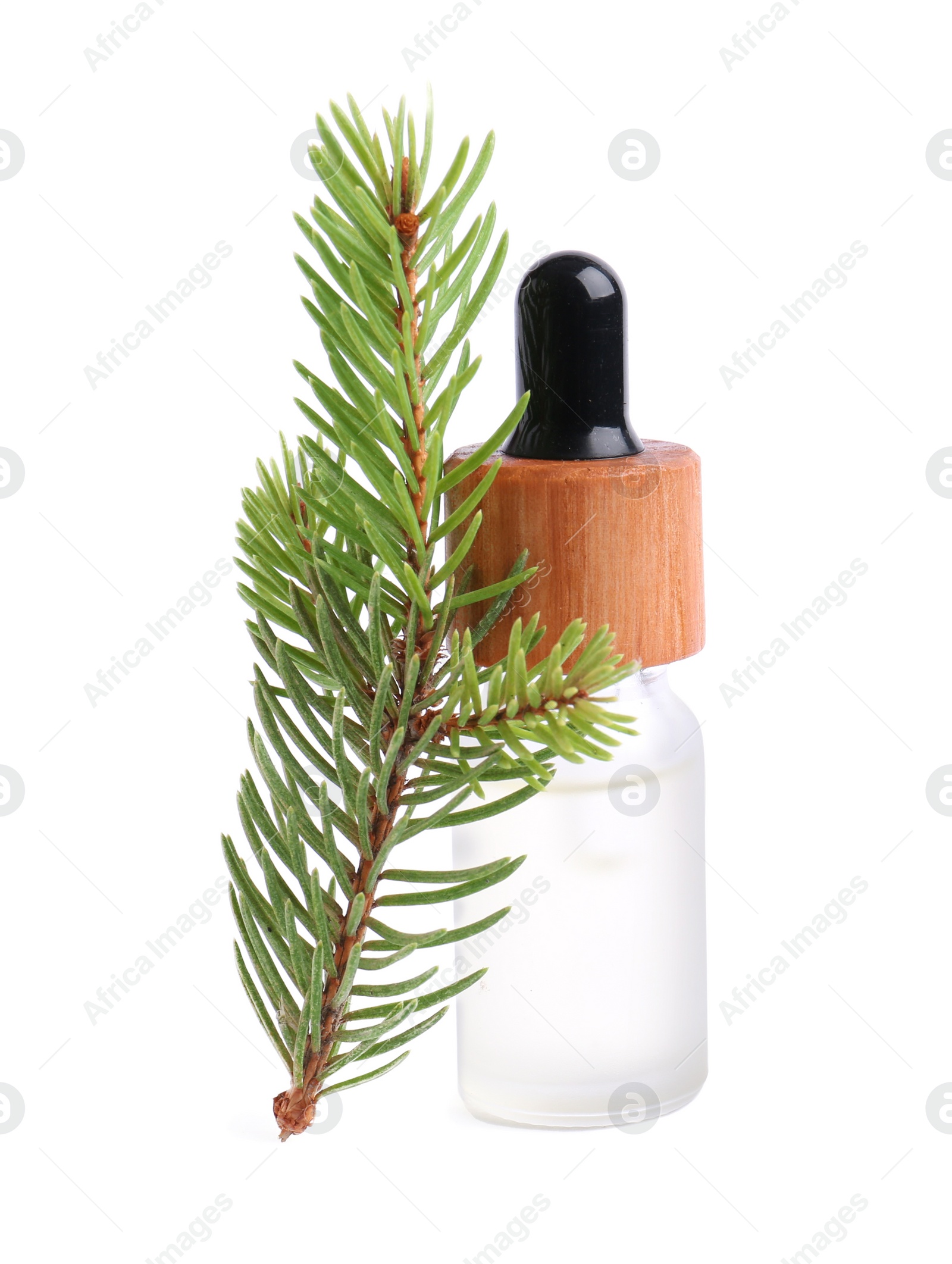 Photo of Bottle of pine essential oil and tree branch on white background