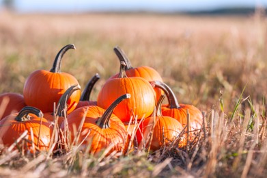 Many ripe orange pumpkins in field, space for text