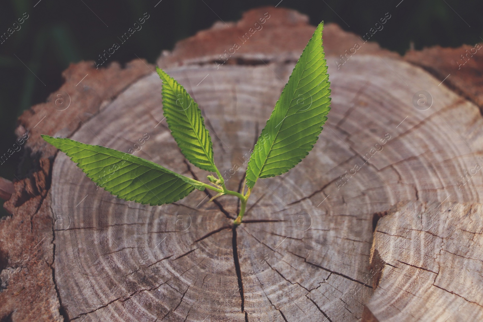 Photo of Young green seedling growing out of tree stub outdoors. New life concept