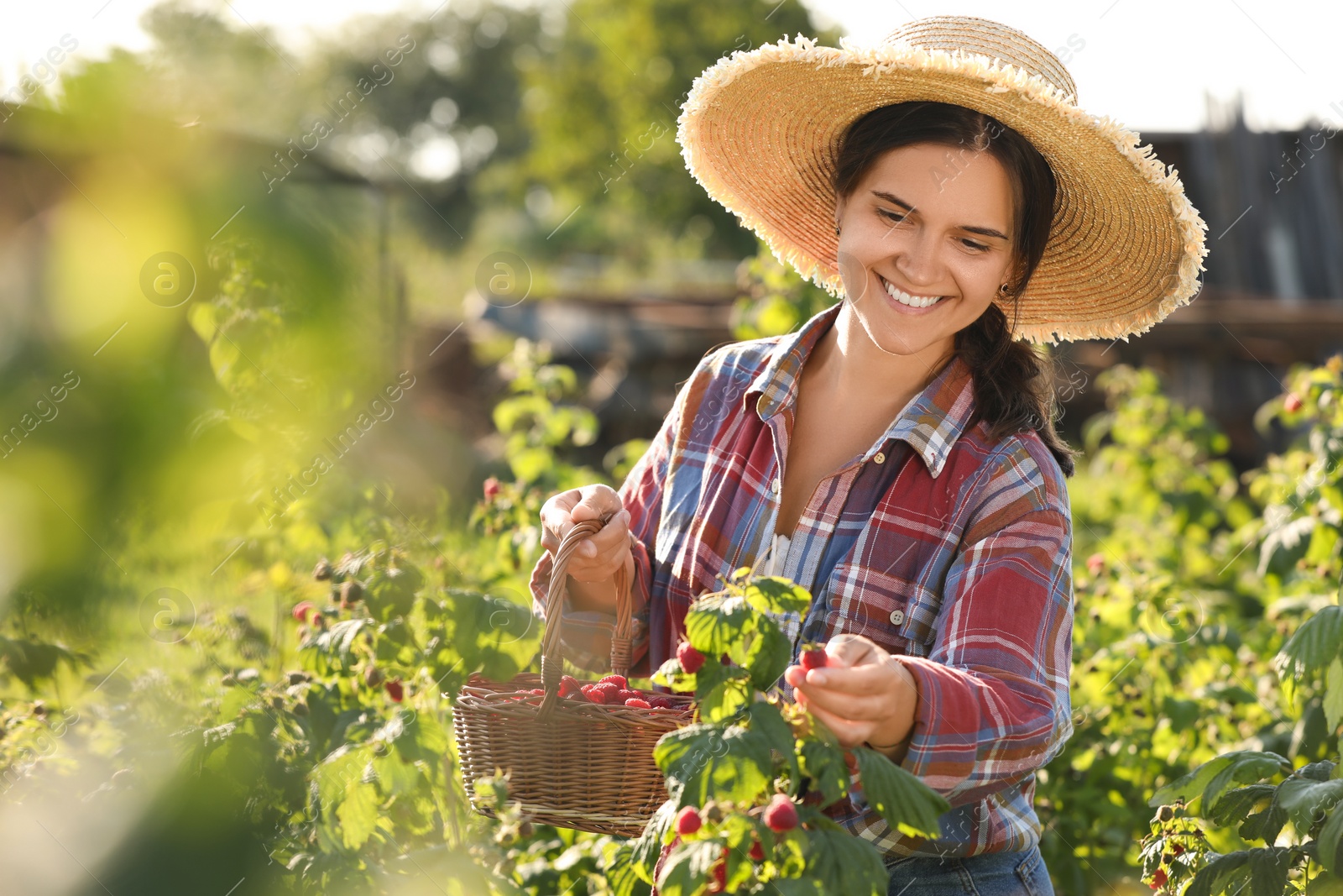 Photo of Happy woman with wicker basket picking ripe raspberries from bush outdoors