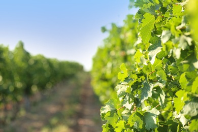 View of vineyard rows with fresh grapes on sunny day