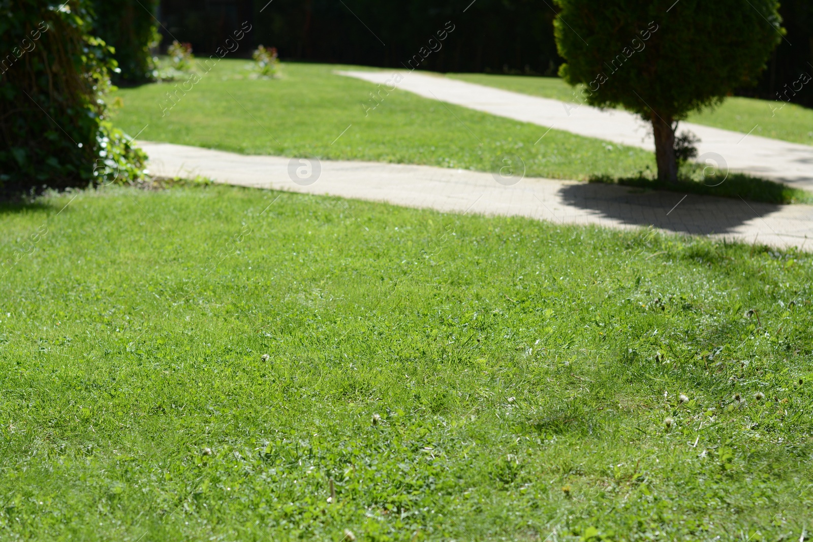 Photo of Green lawn with fresh grass and pathway outdoors on sunny day