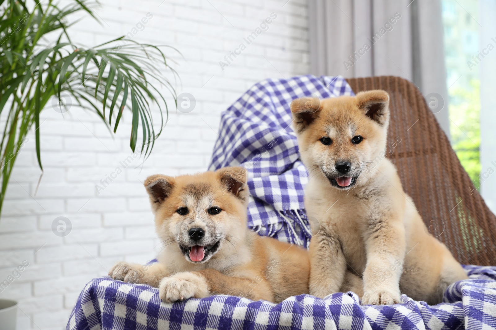 Photo of Adorable Akita Inu puppies in armchair at home