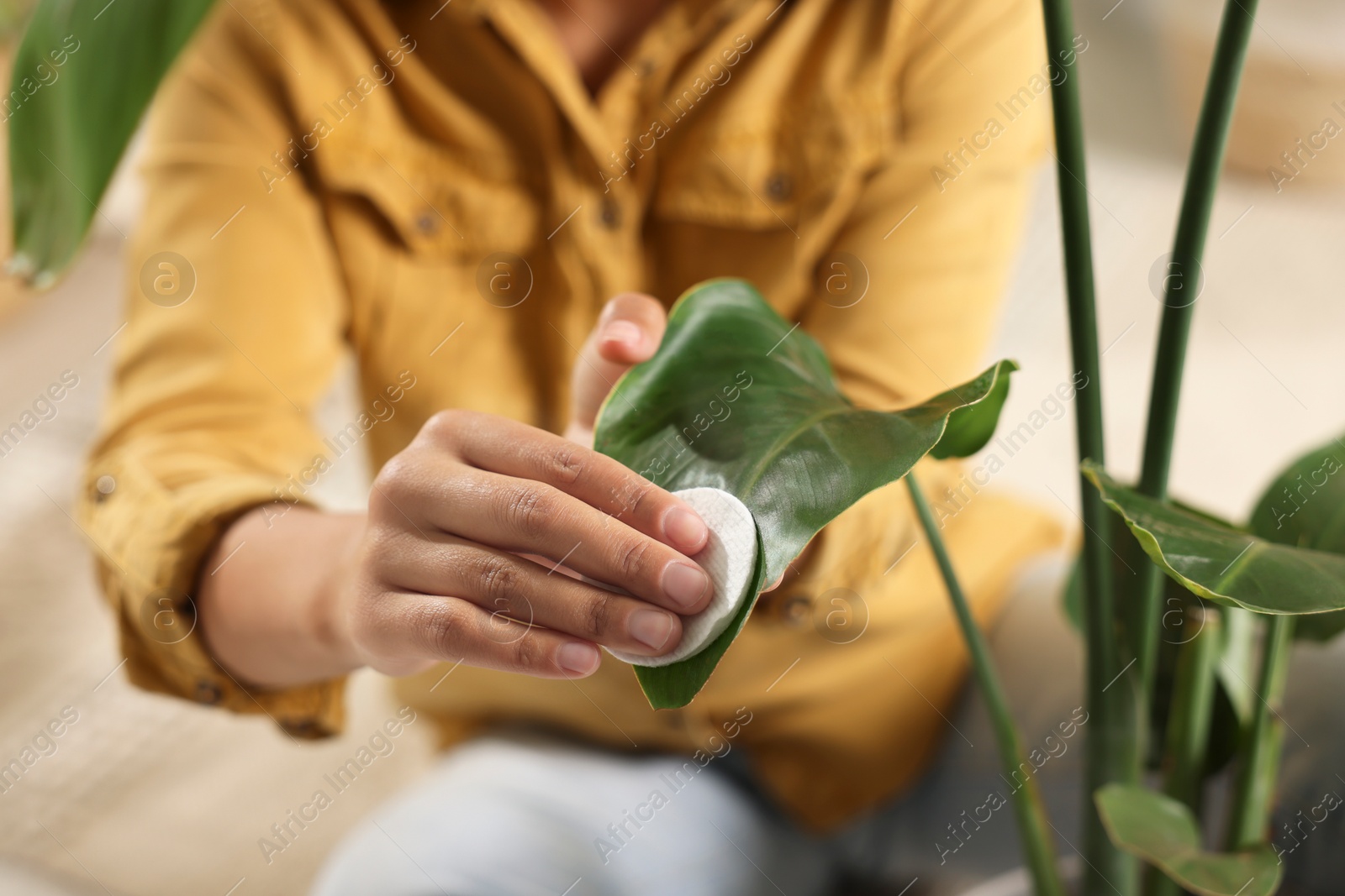 Photo of Closeup of woman wiping beautiful houseplant leaf with cotton pad