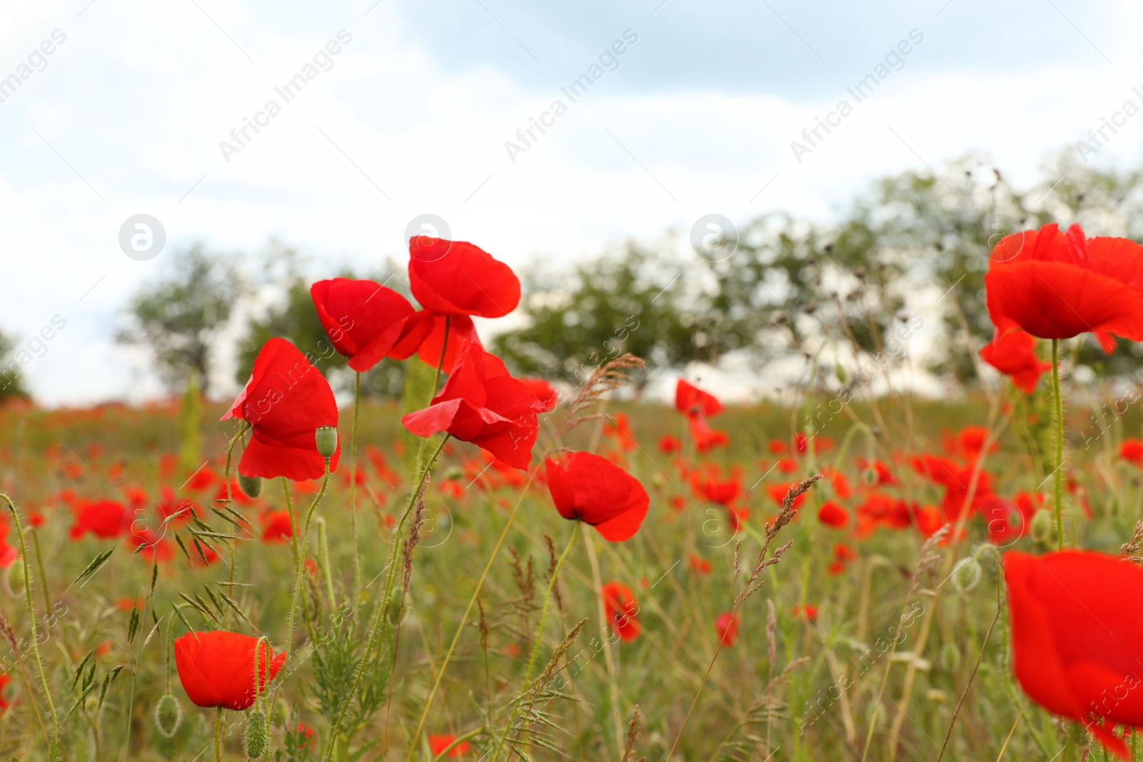 Photo of Beautiful red poppy flowers growing in field