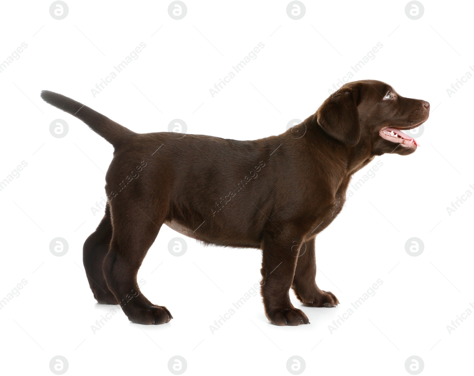 Photo of Chocolate Labrador Retriever puppy on white background