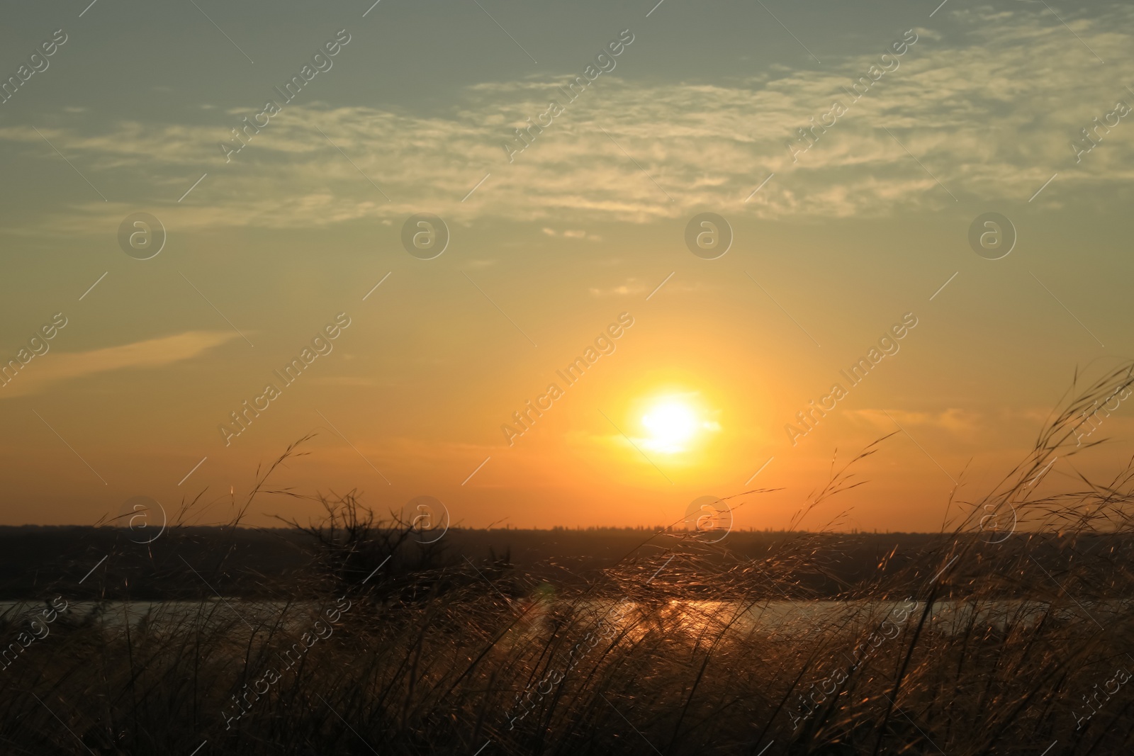 Photo of Picturesque view of beautiful plants near river at sunrise