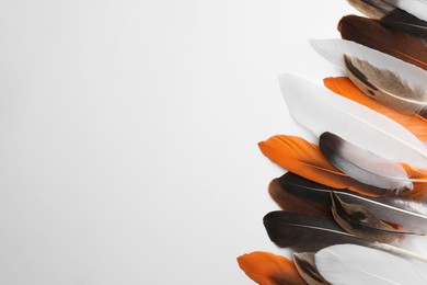 Many different bird feathers on white background, flat lay. Space for text