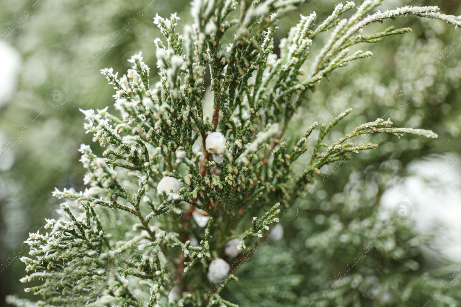 Photo of Branch of coniferous tree covered with hoarfrost outdoors on cold winter morning, closeup