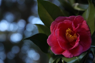 Photo of Beautiful pink flower outdoors, closeup. Space for text