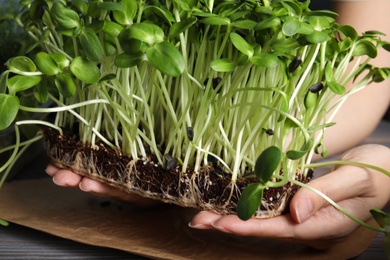 Photo of Woman holding fresh microgreen over table, closeup