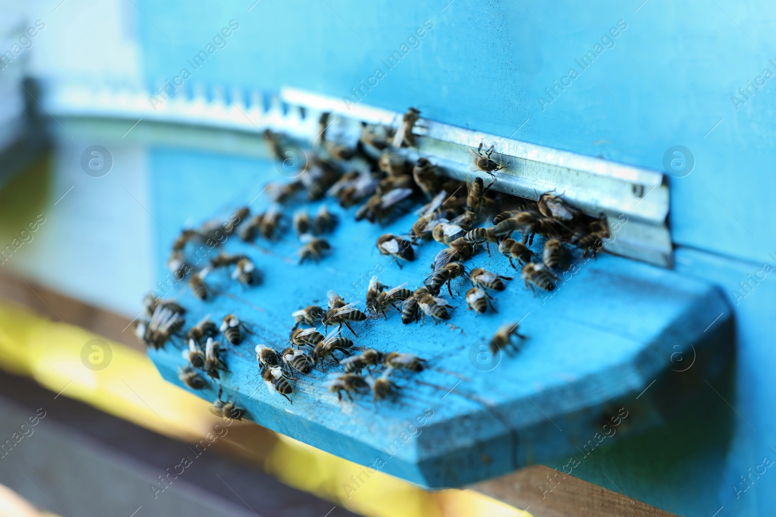 Photo of Closeup view of wooden hive with honey bees on sunny day