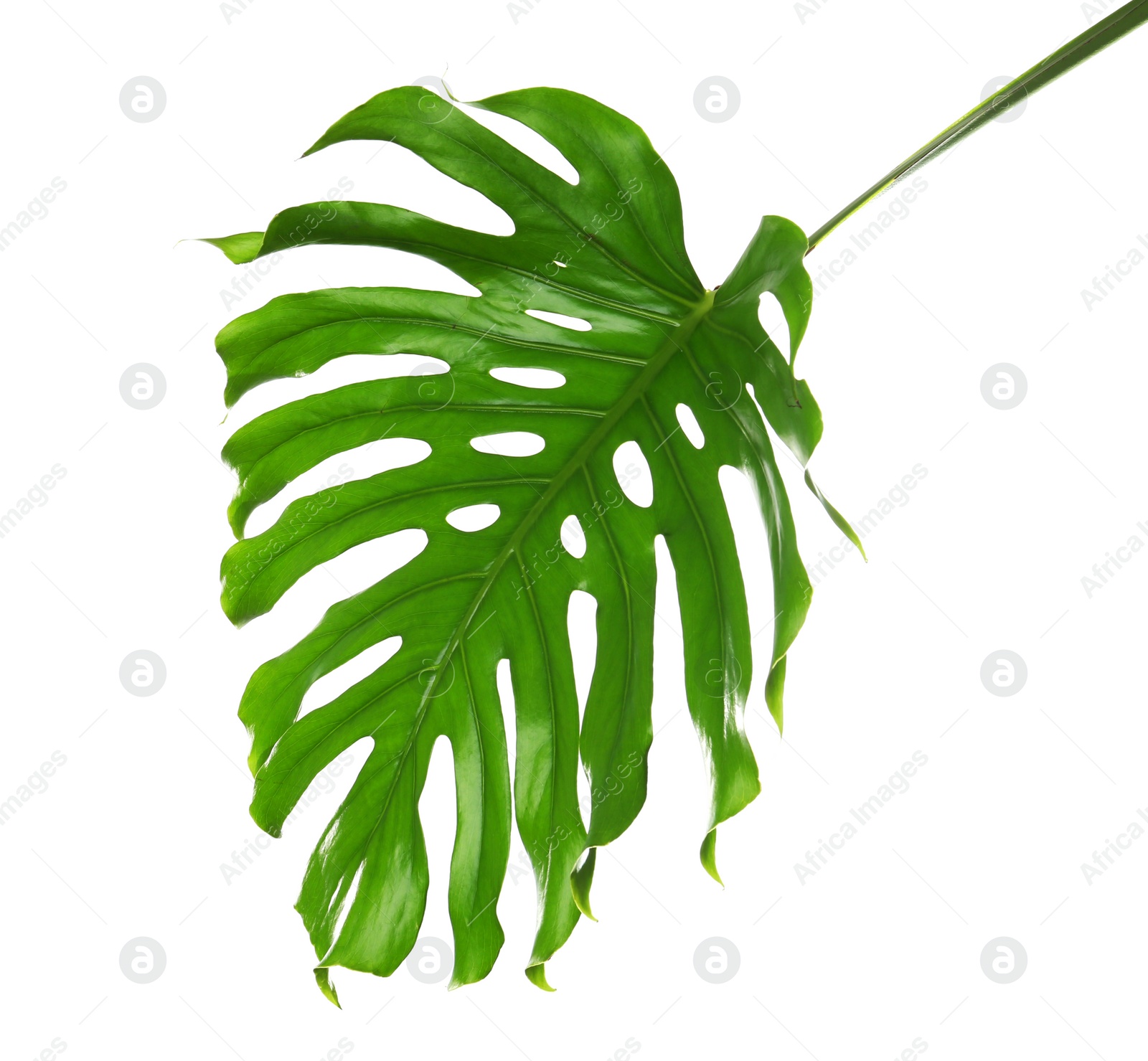 Photo of Fresh tropical monstera leaf on white background