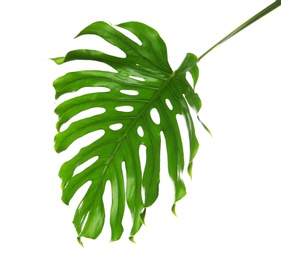 Fresh tropical monstera leaf on white background