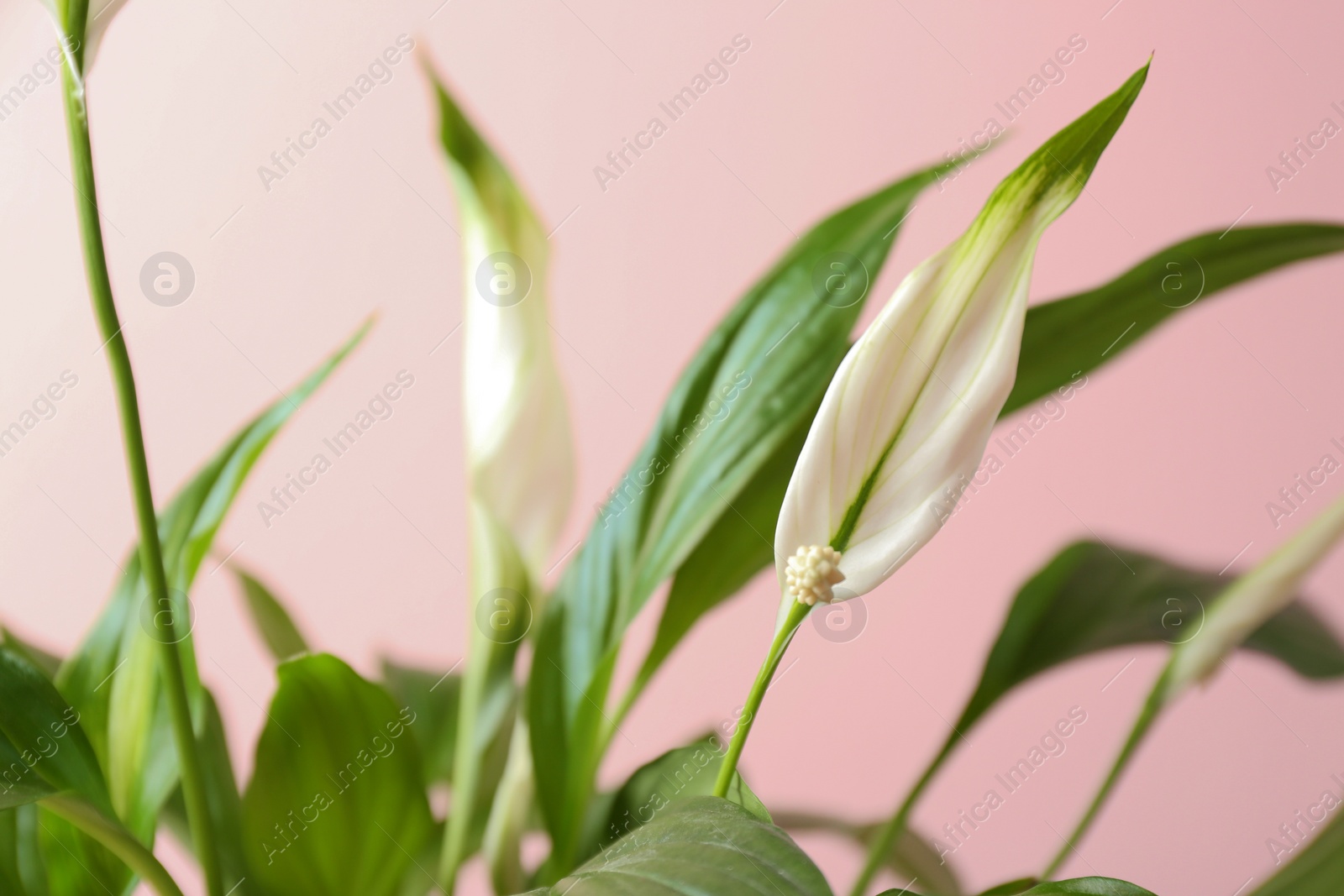 Photo of Flowers and leaves of peace lily on color background, closeup. Space for text