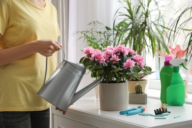 Woman watering beautiful house plant indoors, closeup